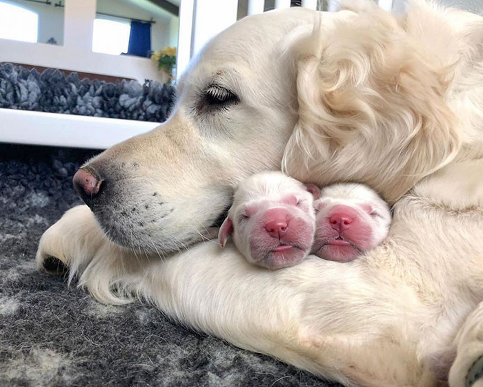 15. Puppies Hiding Safely With Mama