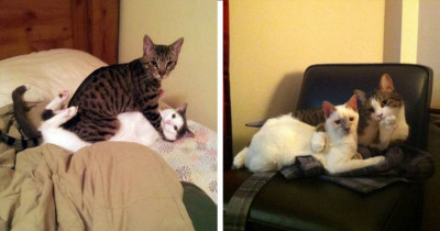 Cats Who Were Caught In The Act When You Came Home Early And Surprised Them