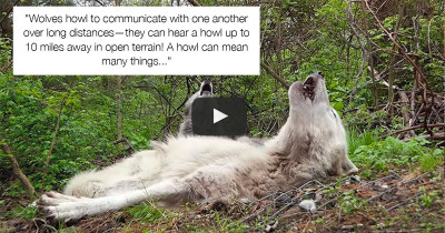 Delightful Dog News: Wolves Have Gone Viral For Being So Lazy That They Don't Even Get Up To Howl