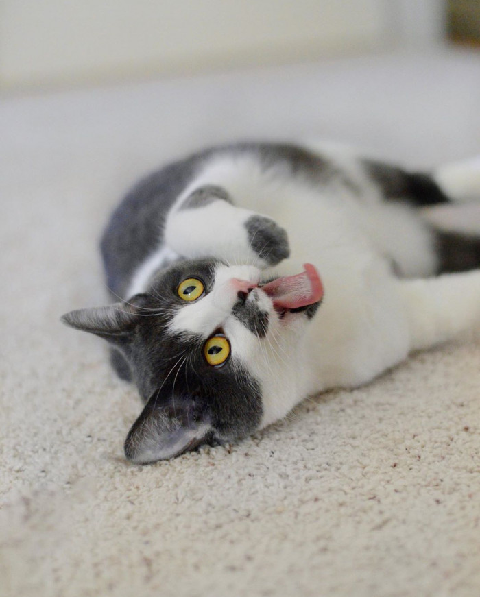 "Insert salmon treats here, please."
