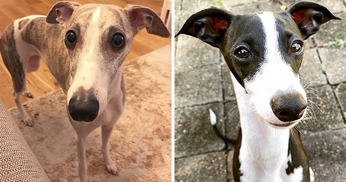 Whippet & Italian Greyhound