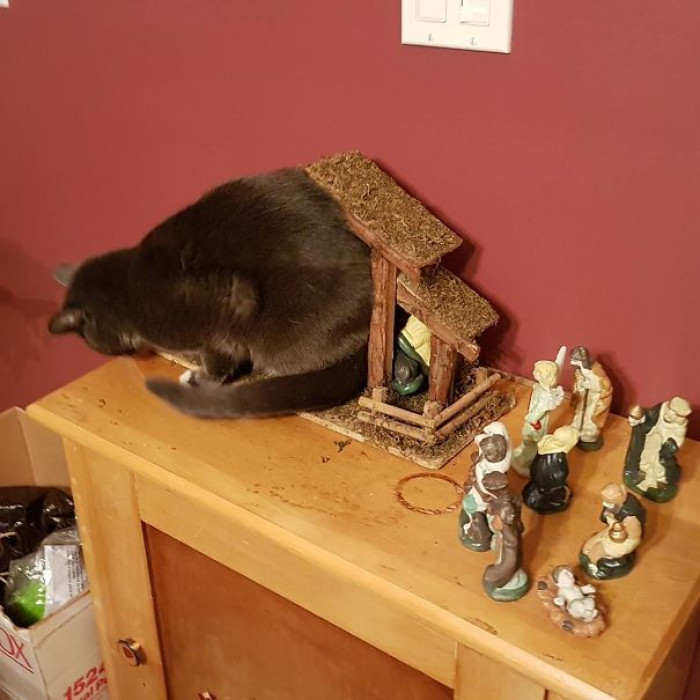39. "And The Angel Said Unto Them, 'Behold, A Cat Stuffed Itself Into A Manger'"