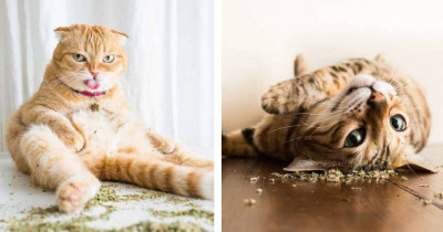 Famed Animal Photographer Does A Series Of Cats High On Catnip And They're Purr-fectly Hilarious