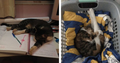 Purr-fect Cats We All Relate To On A Deeply Spiritual Level