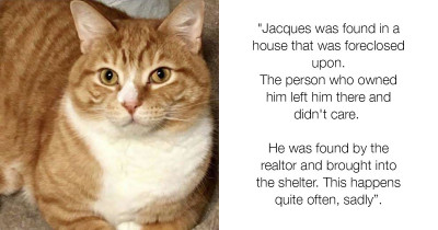 Loving Cat Returned To Animal Shelter For Being Too Cuddly