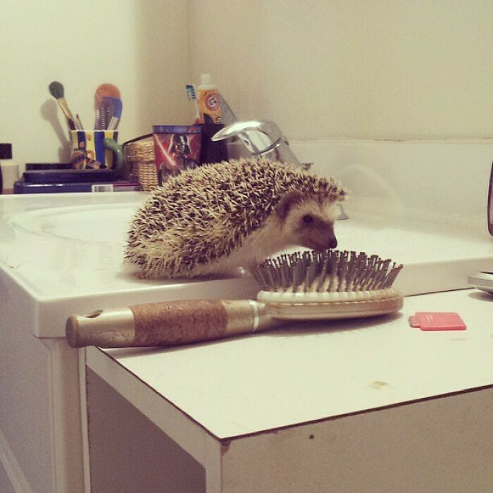 #27 My hedgehog finally made a new friend