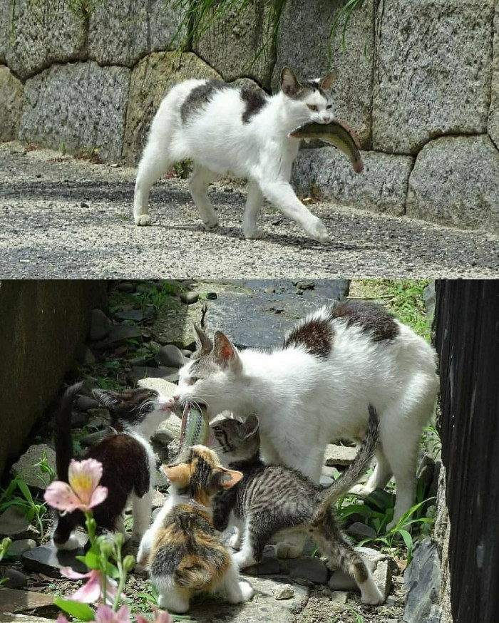 Wholesome Caregiver