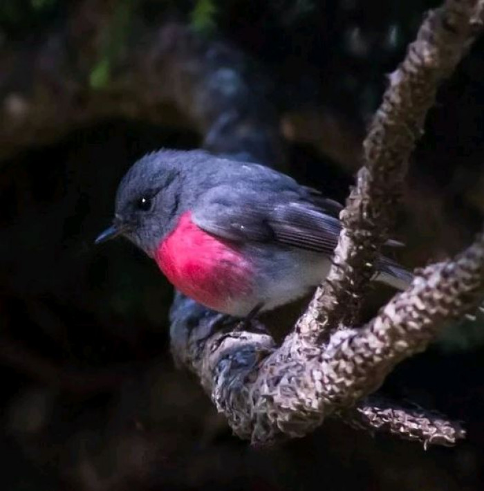 Even when perched, they constantly shift position every few seconds