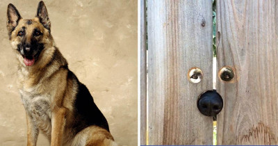 This Neighbor Put A Hole in His Fence For This Doggo Who Was Begging For Attention