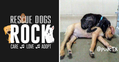 These Puppies Only Had Each Other For Comfort After They Were Put In A High Kill Shelter