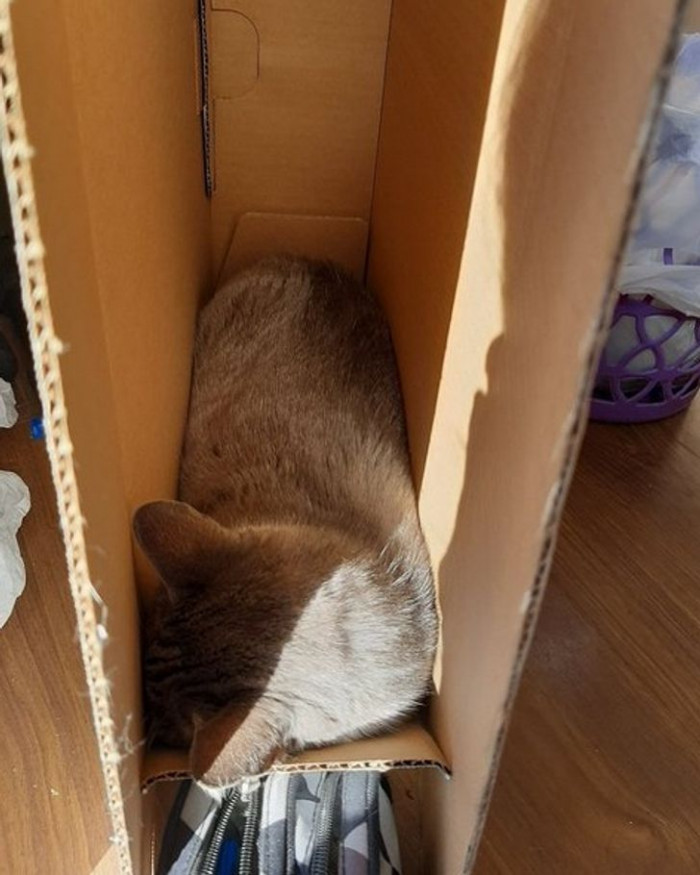 28. “She fits perfectly in this box.”
