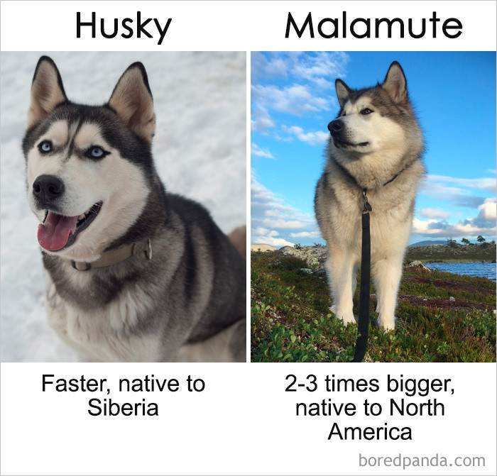  Husky vs Malamute