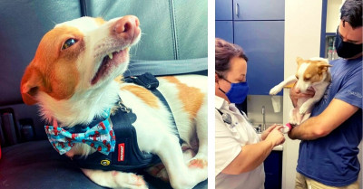 Dog Gets A Tiny Paper Cut, But His Reaction Is Breaking The Internet
