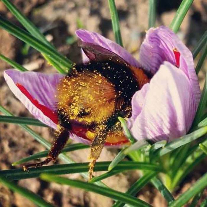 Bumblebee feeding at a nectar-rich flower, close-up on its body