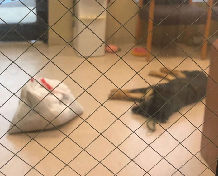 Jada was sad, and she even refused food