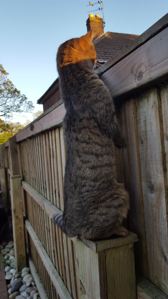 30. "My Mother-In-Law's Cat Sits On The Post Like This And Judges The Neighbors"