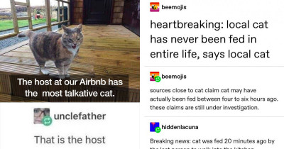 Cat Tumblr Posts Will Have Any Cat Owner Thinking, 'Yup, Spot On'