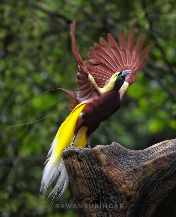 Meet The Lesser Bird Of Paradise - A Magnificent Species Covered In ...