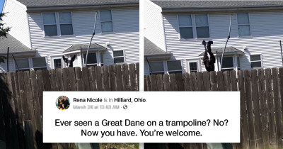 Great Dane Jumping To Watch Couple Walking By His Fence Is Too Adorable And Funny To Ignore