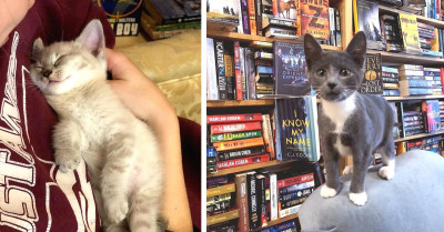 Bookstore Allows Anyone To Adopt A Kitten Roaming Freely Within The Building