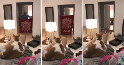 Cat Is Quite Perplexed When Her Owner Pulls Off The Viral  #WhatTheFluffChallenge
