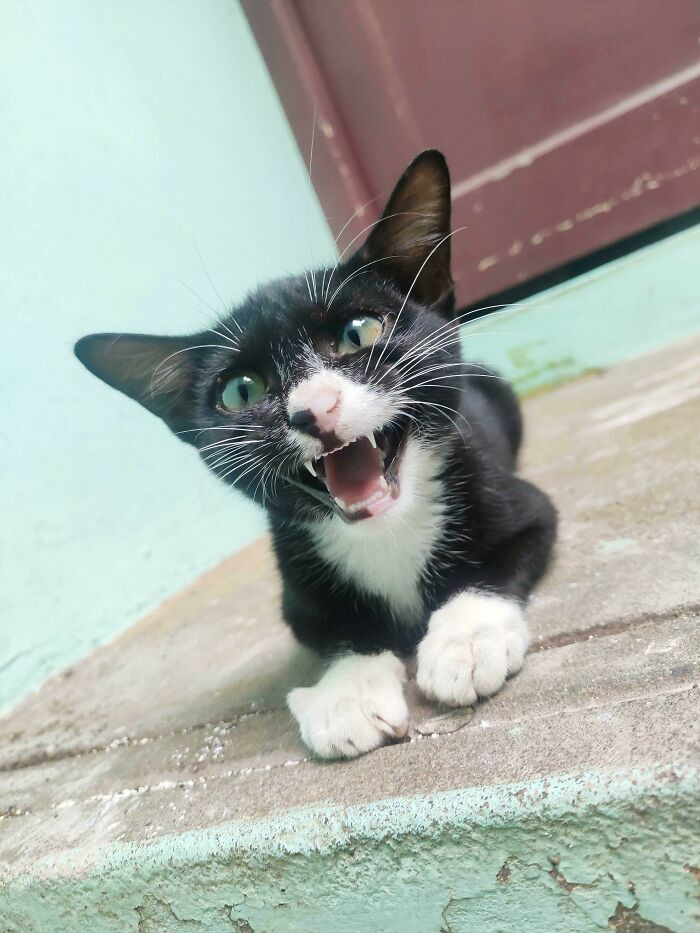 15. I Was An Anti-Cat Person Before This 'Dual Colored Nose' Thingy Chose To Stay At My Terrace 6 Months Ago