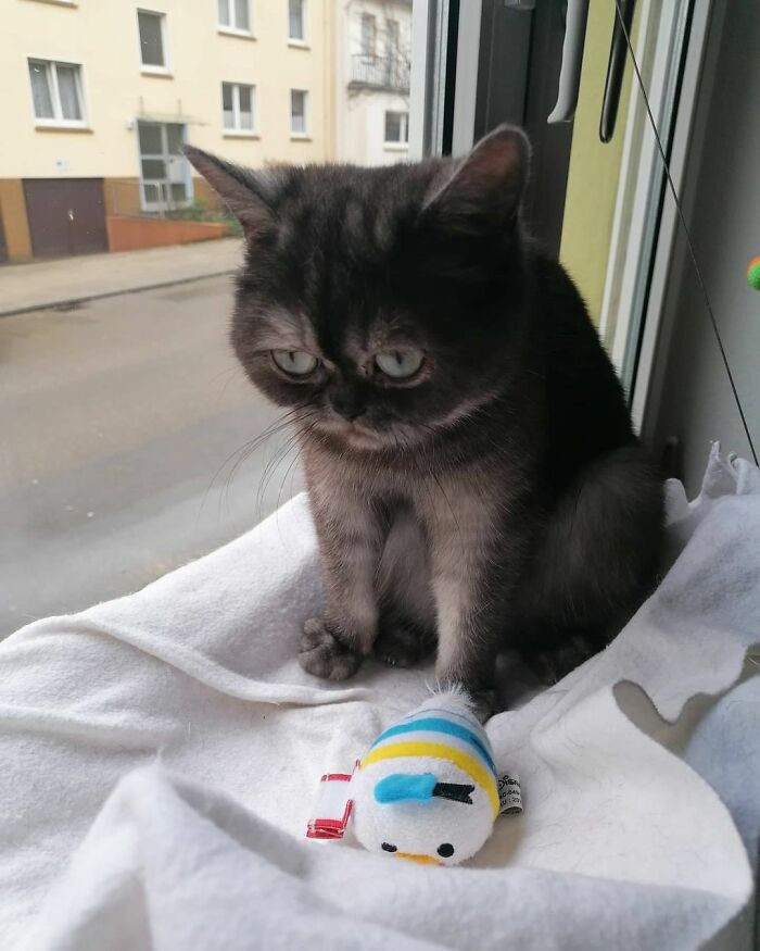 Meet Bean, an adorable kitten that unfortunately had a hard time finding a home.