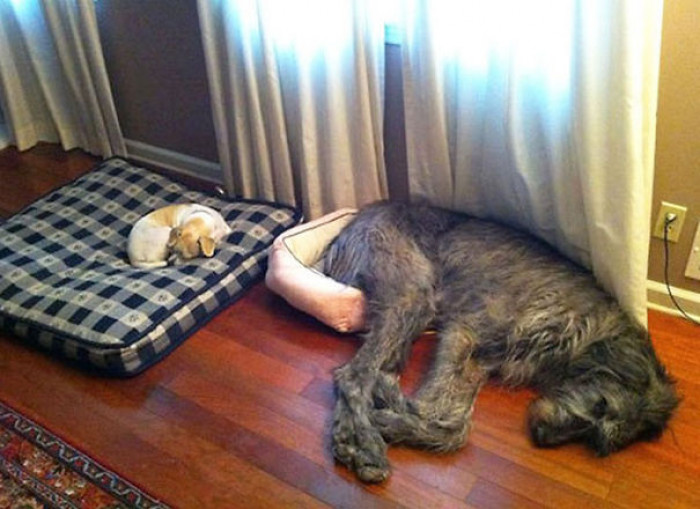 1. One big dog with a small mind and one small dog with a big bark.