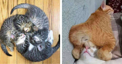 Cute Cats Create Interesting Shapes When They Take Naps Together