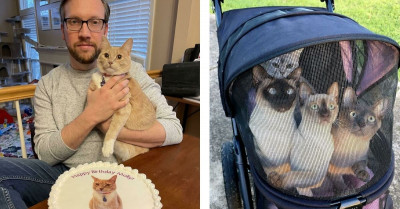 Cats Get Spoiled Exactly the Way They Know They Deserve to Be