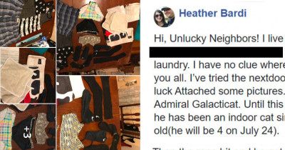 Naughty Cat Who Has Been Stealing Neighborhood Laundry Is Hilariously Exposed By Embarrassed Woman In A Viral Facebook Post