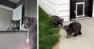 Cute Cat Alone In The Yard Surprises His Owner When They Came Back To Find An Apparent Glitch In The Matrix