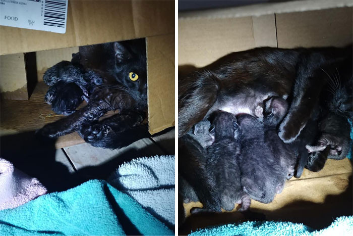 #2 My House, Not My Cat. Came Home Yesterday To Find That Santa Left This Black Kitty On My Balcony... Who Then Proceeded To Give Birth To 7 Little Beans. 7 Black Cats Born On Christmas, That's Gotta Be Lucky