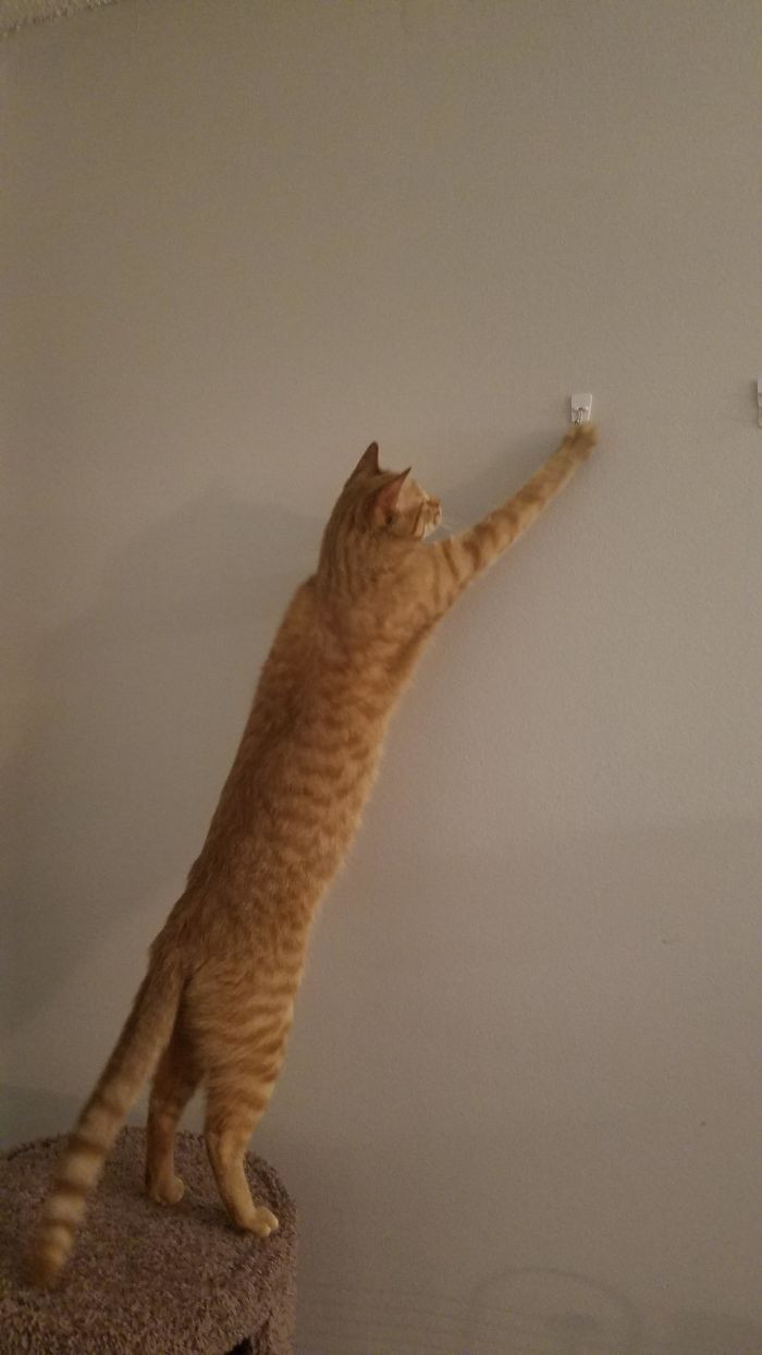 1. "Eat Your Heart Out, Longcat"