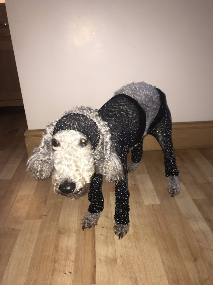 Small dog wearing tiny clothes, owner comforts it, caption notes no pain or fear