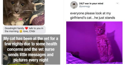 Hilarious Cats Going Viral In New And Popular Cat Memes