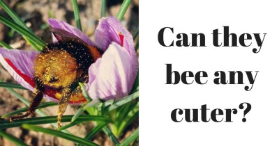 Someone Saw How Cute Bumblebee Butts Are And Now We're Obsessed