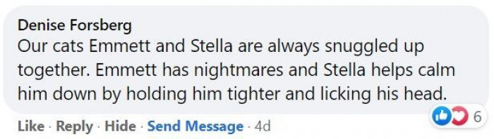 8. Cats being kind to each other.