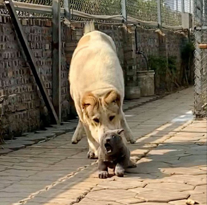 Dúi is living his best life, a perky, spunky, happy pupperino.