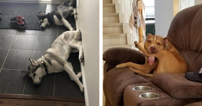 These Dysfunctional Yet Adorable Doggos Will Surely Make You Laugh Out Loud