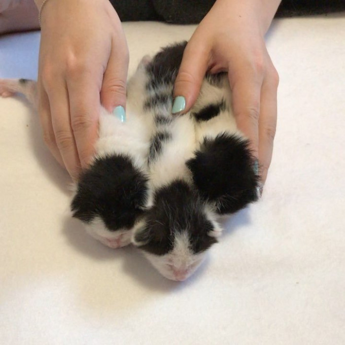 Two kittens playing with a toy, bright eyes in a foster room