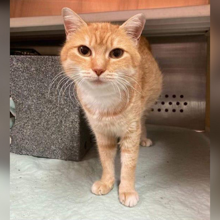 The mystery continues as the identity of the cat (as well as her owner) remains unknown.