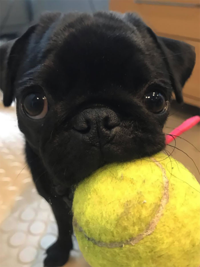 28. "This absolutely cute floof ball came in to work today."