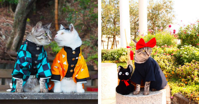 These Cats Cosplaying Anime Characters In Homemade Costumes Are Very Impressive
