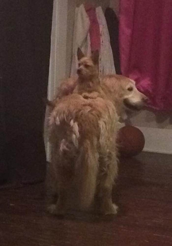 Dog balancing or pawing a target, handler nearby, action moment