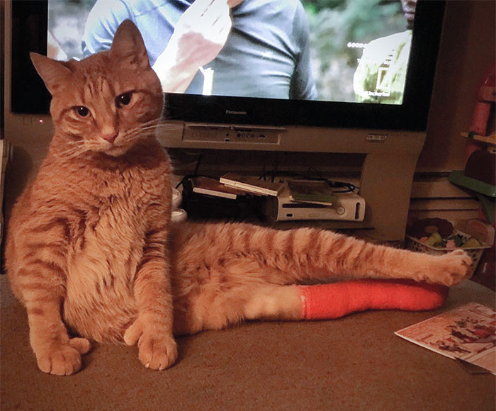 32. This cat's leg are broken in 2 places and has thumbs
