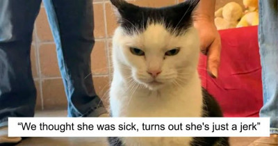 ‘The World’s Worst Cat’ Is Looking For A New Home, And The Ad For Her Is Hilarious