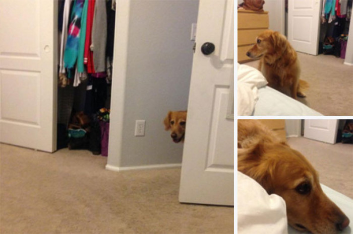 9. "My dog knows she's not allowed in my room, so she thinks if we don't make eye contact, I won't kick her out."