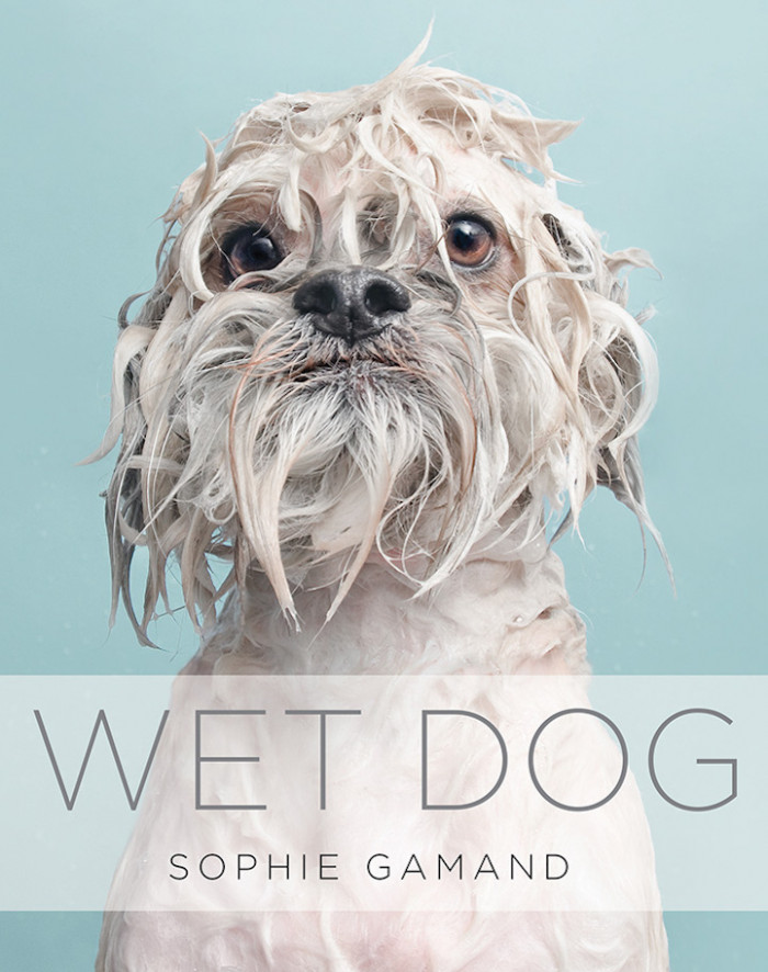 17. Wet Dog