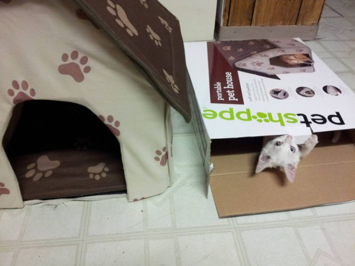 17. She has her place, but the empty box is way better.